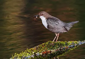 Mario Cea: White-throated Dipper adult at river with prey