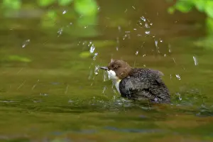 Cinclus: White-throated Dipper bathing in creek Autumn