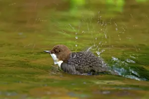Cinclus: White-throated Dipper bathing in creek Autumn