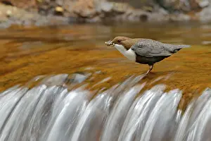 Catch: White-throated Dipper, Cinclus cinclus