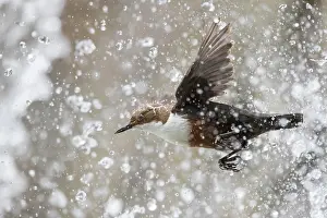 Dipper: White-throated Dipper (Cinclus cinclus) flies through