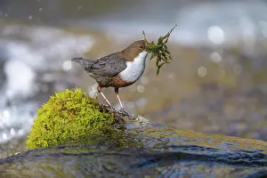 Dome: White-throated Dipper (Cinclus cinclus), on a mossy