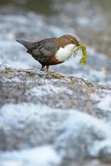 Dome: White-throated Dipper (Cinclus cinclus), standing