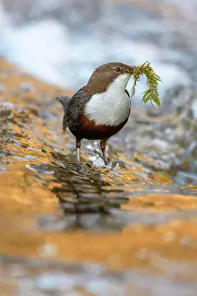 Dome: White-throated Dipper (Cinclus cinclus), standing