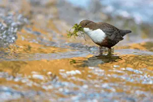 Dome: White-throated Dipper (Cinclus cinclus), standing