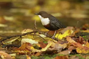 Dippers: White-throated Dipper by creek Autumn