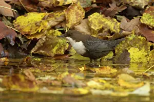 Dippers: White-throated Dipper by creek Autumn