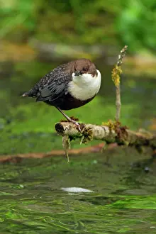 Dippers: White-throated Dipper by creek Autumn
