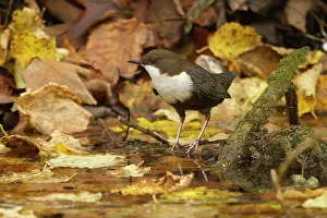 Dippers: White-throated Dipper by creek Autumn