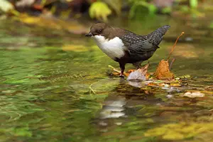 Dippers: White-throated Dipper by creek Autumn