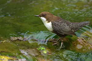 Dippers: White-throated Dipper by creek Autumn