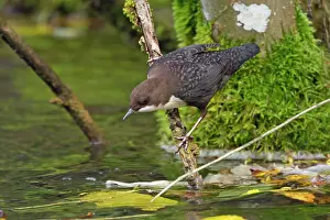 Cinclus: White-throated Dipper by creek Autumn