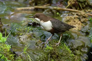 Cinclus: White-throated Dipper by creek Autumn