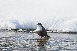 Dovre: White-throated Dipper, European Dipper - adult
