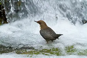 Cinclus: White-throated Dipper by little waterfall Autumn