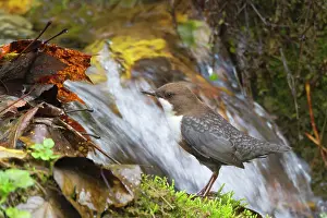 Cinclus: White-throated Dipper by little waterfall Autumn