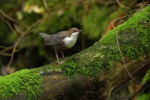 Dippers: White-throated Dipper on moss covered branch Autumn