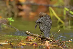 Cinclus: White-throated Dipper preening by creek Autumn