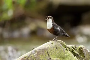 White Throated Dipper standing on rock singing