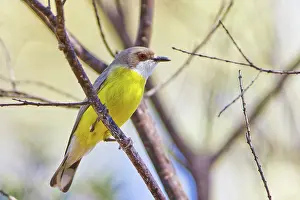 Wandoan: White-throated Gerygone