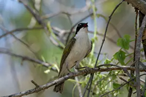 Melithreptus: White-throated Honeyeater