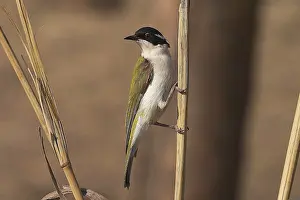 Melithreptus: White-throated Honeyeater