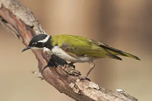 Melithreptus: White-throated Honeyeater