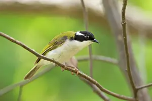 Calliope: White-throated Honeyeater
