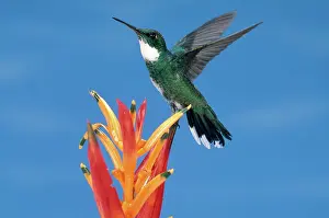 Albicollis: White-throated Hummingbird
