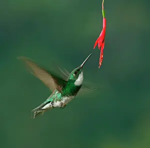 031019: White-throated hummingbird (Leucochloris albicollis)