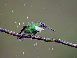 Hummingbirds: White Throated Hummingbird washing Leucochloris