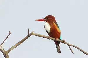 Halcyon: White-Throated Kingfisher
