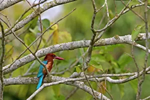 Halcyon: White-throated Kingfisher
