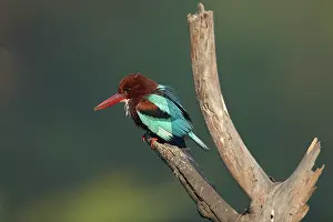 Keoladeo: White-throated Kingfisher