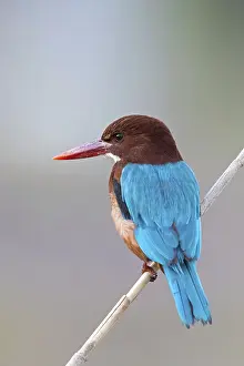Perch: White-throated kingfisher (Halcyon smyrnensis)