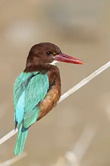 Perch: White-throated kingfisher (Halcyon smyrnensis)