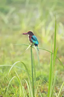 Papyrus: White-Throated Kingfisher - perched on Papyrus with prey