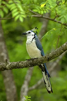 Formosa: White-throated Magpie-jay