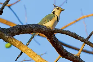 Formosa: White-throated Magpie-Jay