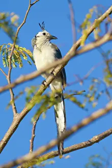 Formosa: White-throated Magpie-Jay