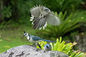 Corvid: White-throated Magpie-jay