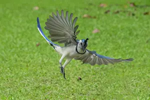 Corvid: White-throated Magpie-jay