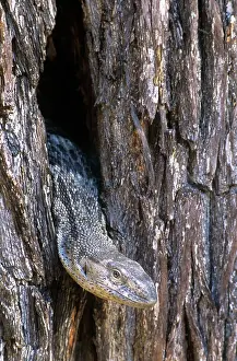 Monitors: White-throated Monitor Lizard