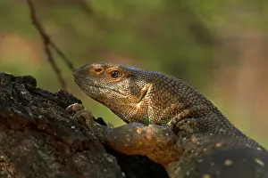 Varanus: White-throated monitor (Varanus albigularis