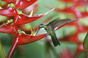 Heliconia: White-throated Mountain Gem