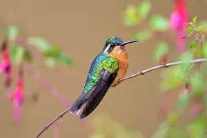 Cloud Forest: White-throated Mountain-gem Lampornis castaneoventris
