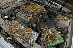 Neotoma: White-throated Packrat / Woodrat - nest in engine