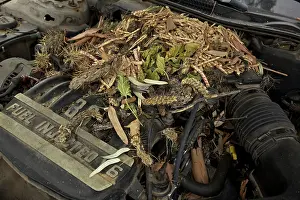 Neotoma: White-throated Packrat / Woodrat - nest in engine