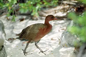 Cuvieri: White-throated Rail