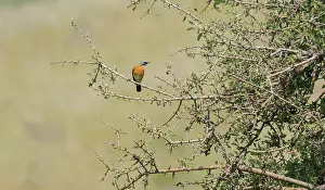 Lesvos: White-throated Robin
